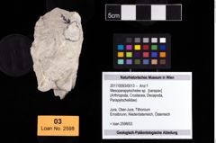 Foto (Objekt + Etikett) von Mesoparapylocheles sp.  (NHMW-GEO-2017-0093-0013)